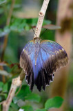 insects