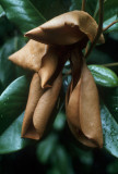 Dead magnolia blossom (N.C.)