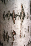 Birch bark # 2