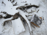 Stump in winter