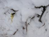 Stump With Dog Piss in Snow