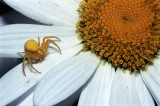 Yellow Spider on Flower at Dacha