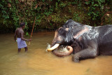 Washing an Elephant, Kerala, India