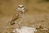 Levee Owl 4 copy.jpg