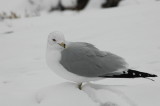 DSC_3308.JPG
