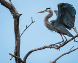Danada Heron Rookery-3.jpg