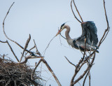 Danada Heron Rookery-7.jpg