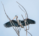Danada Heron Rookery-9.jpg