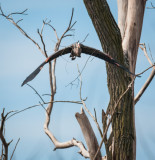 Danada Heron Rookery-11.jpg
