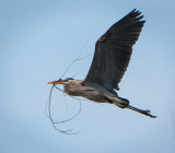 Danada Heron Rookery-13.jpg