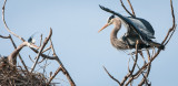 Danada Heron Rookery-16.jpg