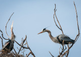 Danada Heron Rookery-17.jpg