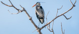 Danada Heron Rookery-20.jpg