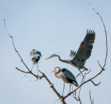 Danada Heron Rookery-22.jpg