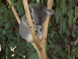 Sleepy Koala