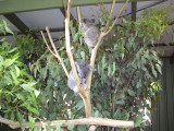 More Koalas