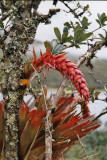 Bromeliads flower abundantly around Laguna Huayabamba