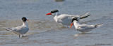 Caspian Tern w-Elegant Terns IMG_8558.jpg