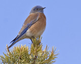 Western Bluebird near BB in Tropic (20D) IMG_4509.jpg