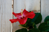 Spring hibiscus flower