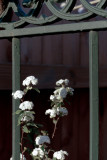 bridal wreath along the fence..