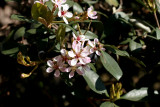 Hawthorn bush in Spring bloom...