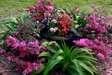 Spring flowers...