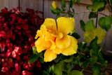 double Hibiscus flower..