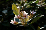 Backlit Hawthorn...