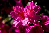 Azaleas in Spring bloom...