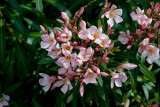 like a movie title, these flowers are, indeed, Pretty in Pink....