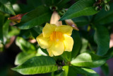 a trumpet of yellow ....