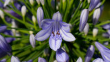 Lily-of-the-Nile