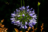 Lily-of-the-Nile