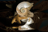 shell medley....