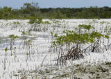 littlewatercay7.jpg