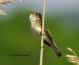 Flycatcher at a small pond in Vermont