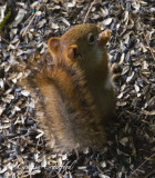 Baby red squirrel-top view