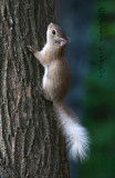baby red squirrel- white tail