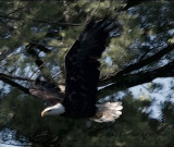 Eagle 3