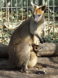 Featherdale Wildlife Park: Kangaroos