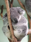 Featherdale Wildlife Park: Koalas