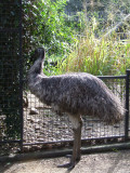 Featherdale Wildlife Park: Ostrich