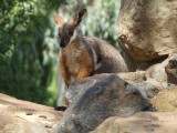 Featherdale Wildlife Park: Rock Wallabies