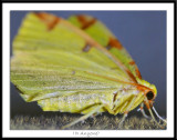 Brimstone  Moth