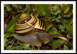 Humbug Snail