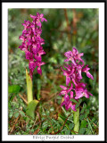 Early Purple Orchid