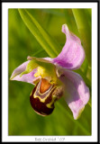 Bee Orchid 07