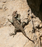 Paphos Lizard (agama)