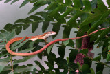 Long Tailed Grass Lizzard - Takydromus sexlineatus (female)